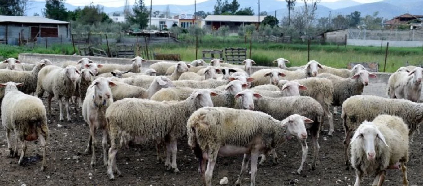 Ηράκλειο: Ζωοκλέφτες πυροβόλησαν για να ξεφύγουν από καταδίωξη - Βρέθηκαν μόνο 45 από τα 144 ζώα που είχαν κλαπεί